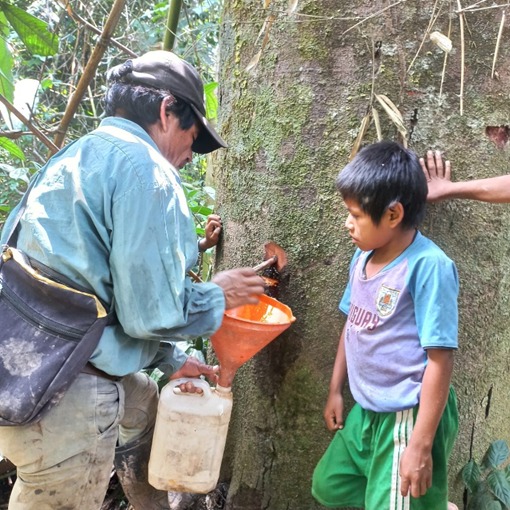 Extracción ancestral de copaiba · Comunidad Nativa Nueva Bella